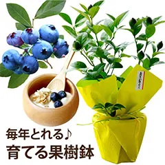 果樹鉢・ブルーベリー