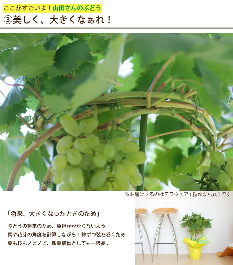 山田さんのぶどうの鉢植え』｜横浜花まりか フラワーギフト店