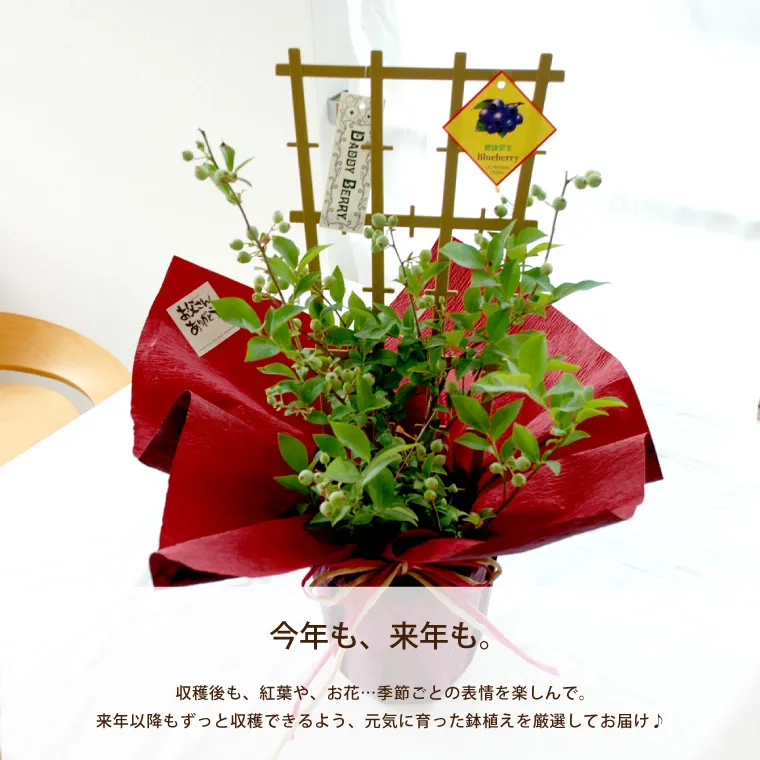 ☆P5倍15日18時迄☆ 『初夏の果樹鉢植え・ブルーベリー』 鉢植え