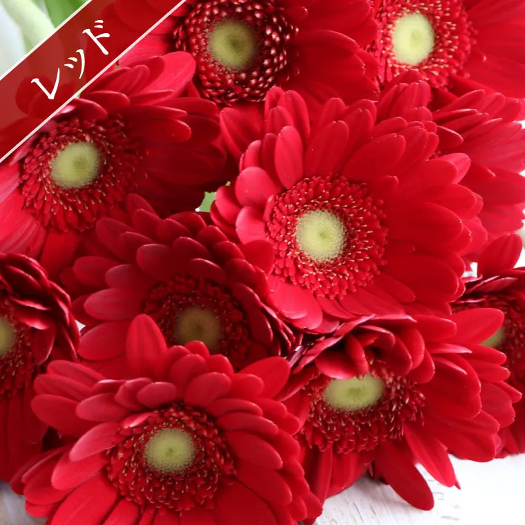 ガーベラ　10本セット ガーベラの花束 10本・花言葉 