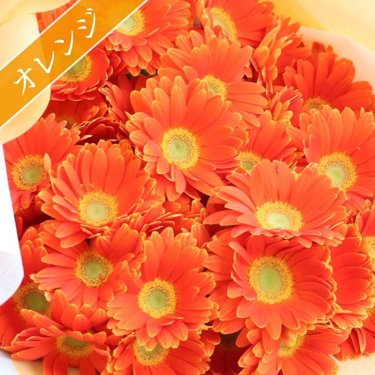 ガーベラの花束 50本・花言葉 希望・前進』 生花 | 横浜花まりか フラワーギフト店