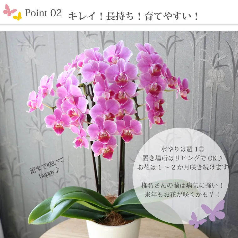 椎名洋ラン園の選べるミディ胡蝶蘭』鉢植え｜横浜花まりか フラワーギフト店