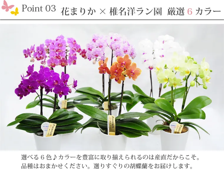 椎名洋ラン園の選べるミディ胡蝶蘭』鉢植え｜横浜花まりか フラワーギフト店