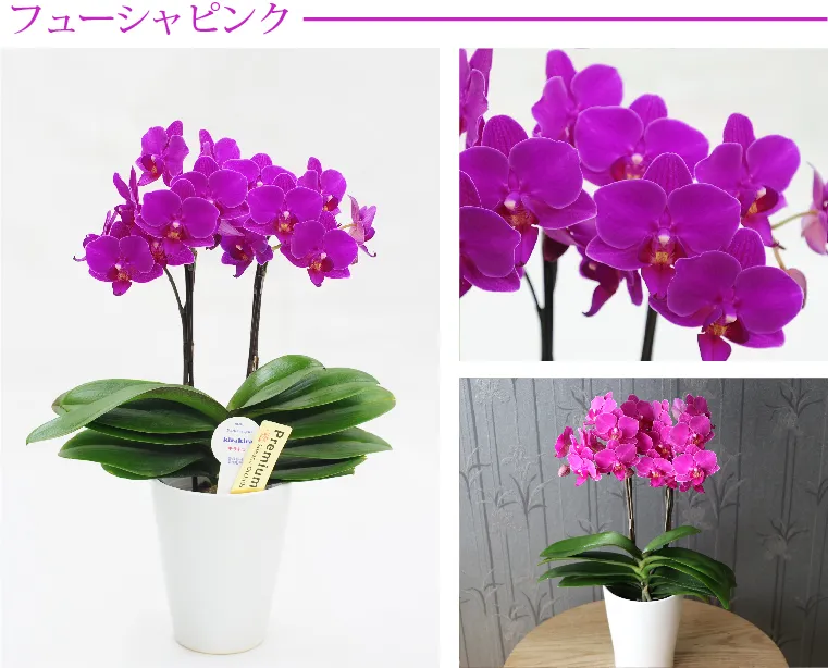 椎名洋ラン園の選べるミディ胡蝶蘭』鉢植え｜横浜花まりか フラワーギフト店