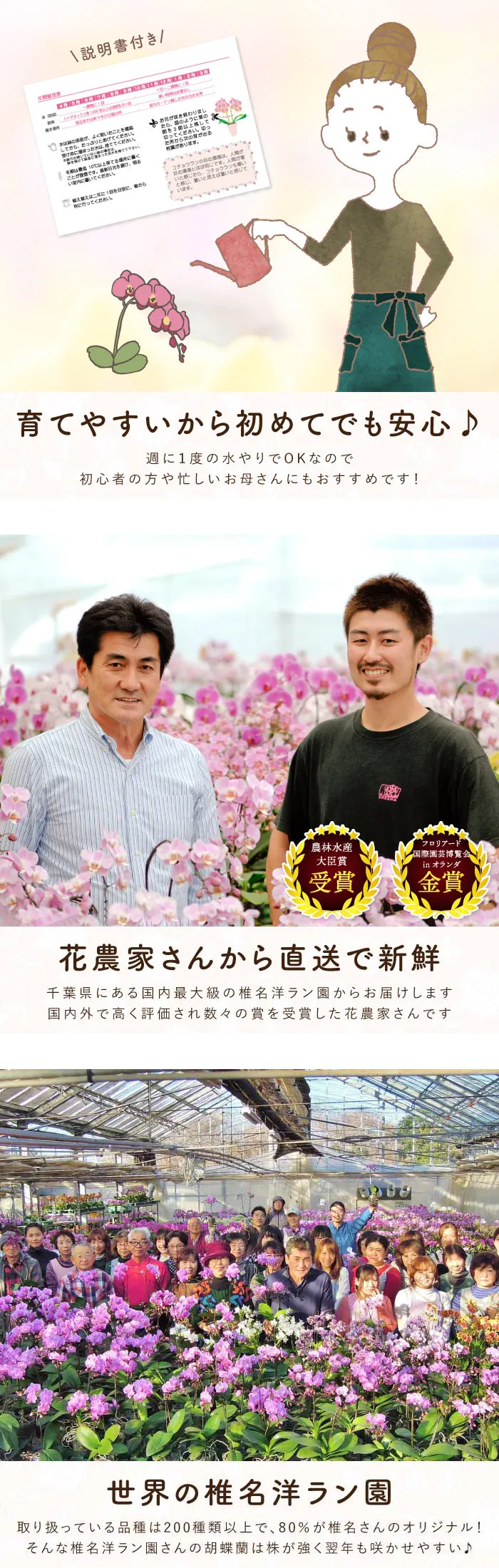 椎名洋ラン園の選べるミディ胡蝶蘭』鉢植え｜横浜花まりか フラワー