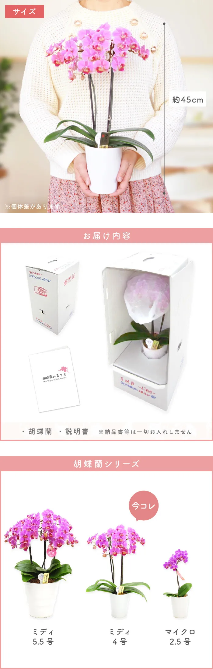 マイクロ胡蝶蘭 3品種5鉢セット 椎名洋ラン ミディ ミニ 花付き綺麗です マイクロ胡蝶蘭 3品種5鉢セット 椎名洋ラン ミディ ミニ 花付き