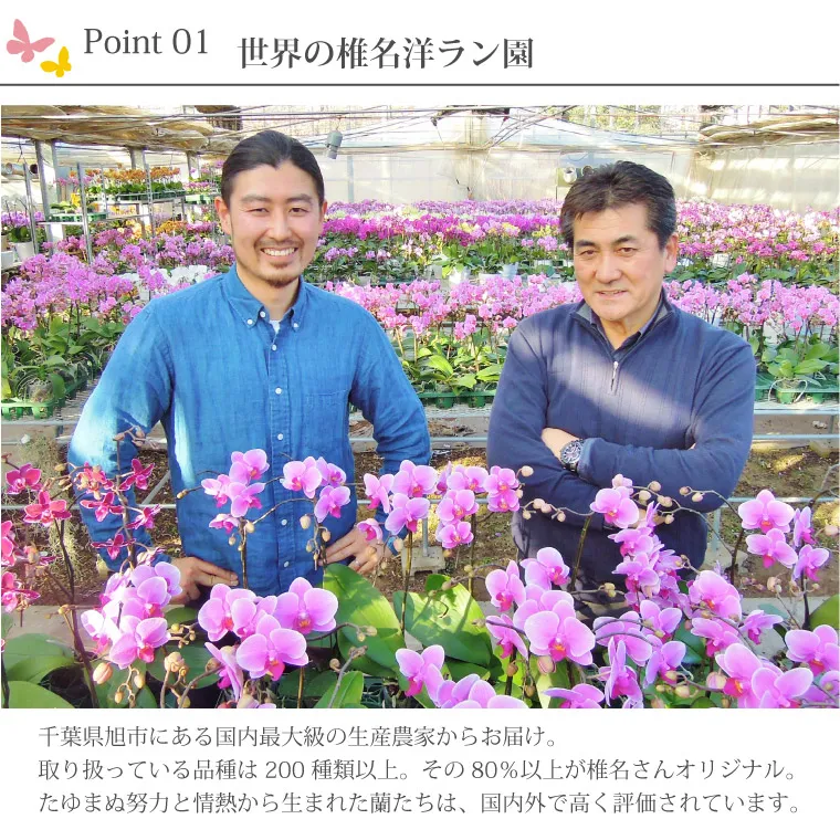 椎名洋ラン園の選べるマイクロ胡蝶蘭』 鉢植え｜横浜花まりか