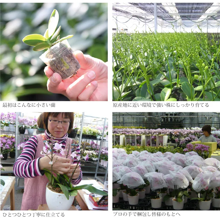 椎名洋ラン園の選べるマイクロ胡蝶蘭』 鉢植え｜横浜花まりか
