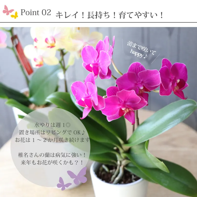 椎名洋ラン園の選べるマイクロ胡蝶蘭』 鉢植え｜横浜花まりか