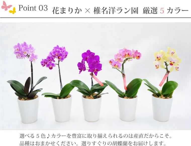 椎名洋ラン園の選べるマイクロ胡蝶蘭』 鉢植え｜横浜花まりか