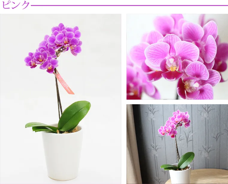 A*n様 値下げラヴィアンローズマイフェアレディフラワー*フェアリー レッドリボ 💐 キューバ マイ・フェア・レディ | 20本のセンセーショナルな赤い