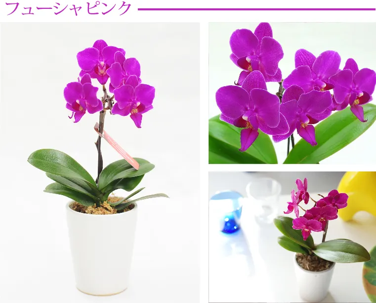 椎名洋ラン園の選べるマイクロ胡蝶蘭』 鉢植え｜横浜花まりか