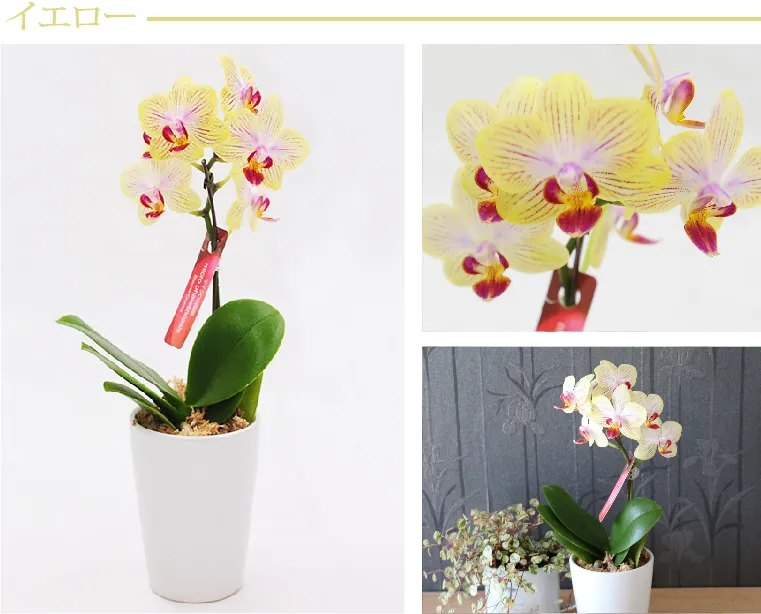 椎名洋ラン園の選べるマイクロ胡蝶蘭』 鉢植え｜横浜花まりか