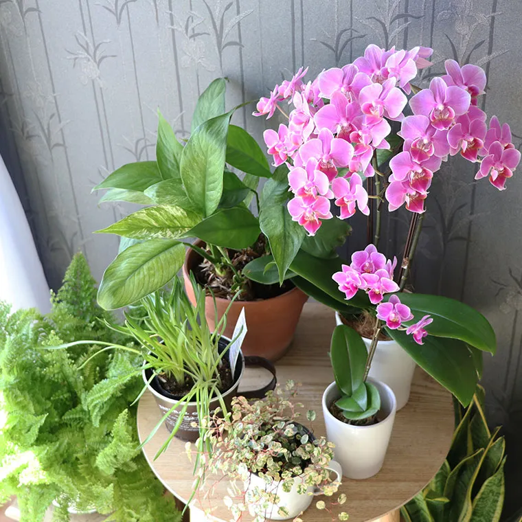 【メーカー包装済】 椎名洋ラン園の選べるマイクロ胡蝶蘭』 鉢植え｜横浜花まりか 鉢花