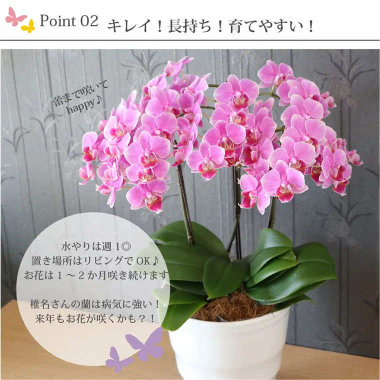 胡蝶蘭　生花　ロング 胡蝶蘭 白5本立(ロング) ran-002 - 十三花園