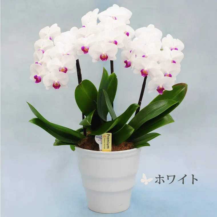 椎名洋ラン園の選べるミディ胡蝶蘭5.5号』 鉢植え | 横浜花 椎名洋ラン園の選べるミディ胡蝶蘭5.5号』 鉢植え | 横浜花