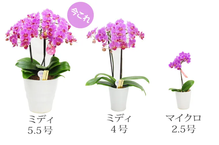 椎名洋ラン園の選べるミディ胡蝶蘭5.5号』 鉢植え | 横浜花まりか