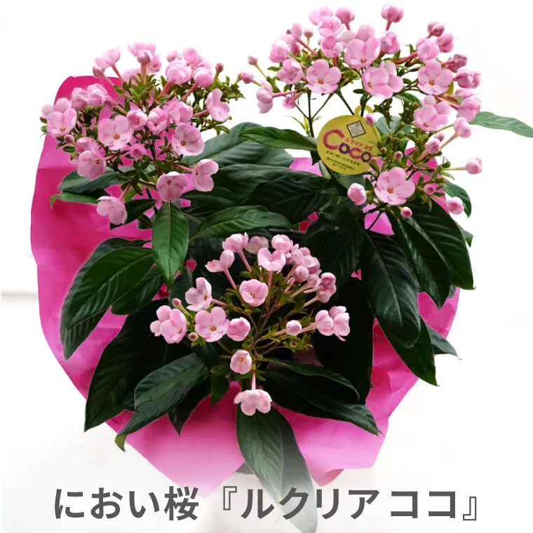 フラワー・オブ・ザ・イヤー受賞! 『登坂園芸の におい桜 ルクリア