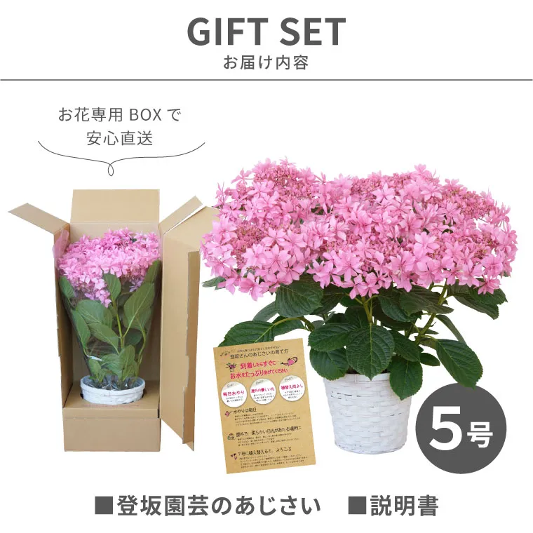 登坂園芸の紫陽花の鉢植え』 | 横浜花まりか フラワーギフト店