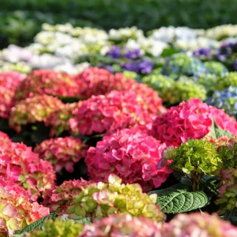 登坂園芸の紫陽花の鉢植え』 | 横浜花まりか フラワーギフト店