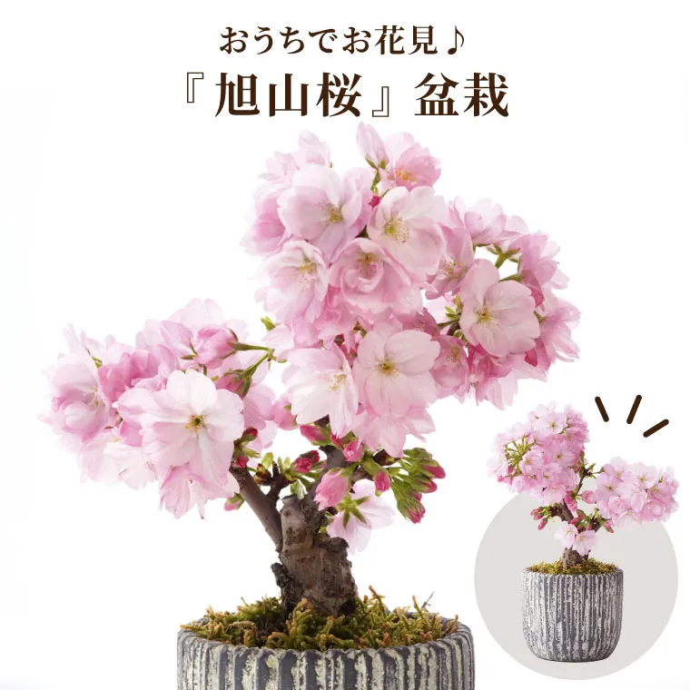 おうちでお花見 ・ 桜盆栽 』 鉢植え | 横浜花まりか フラワー