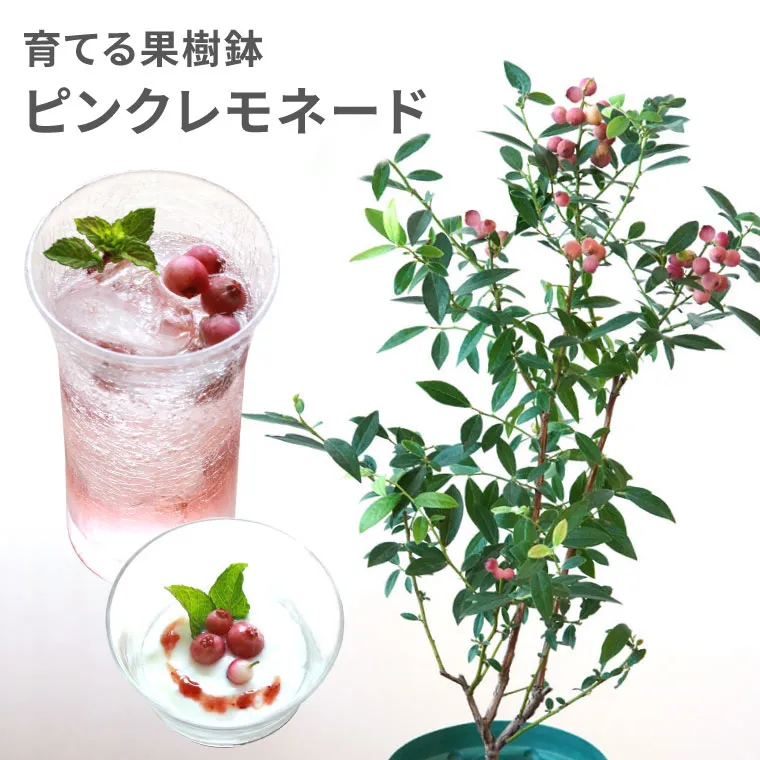 ☆P5倍15日18時迄☆ 『育てる果樹鉢・ピンクレモネード