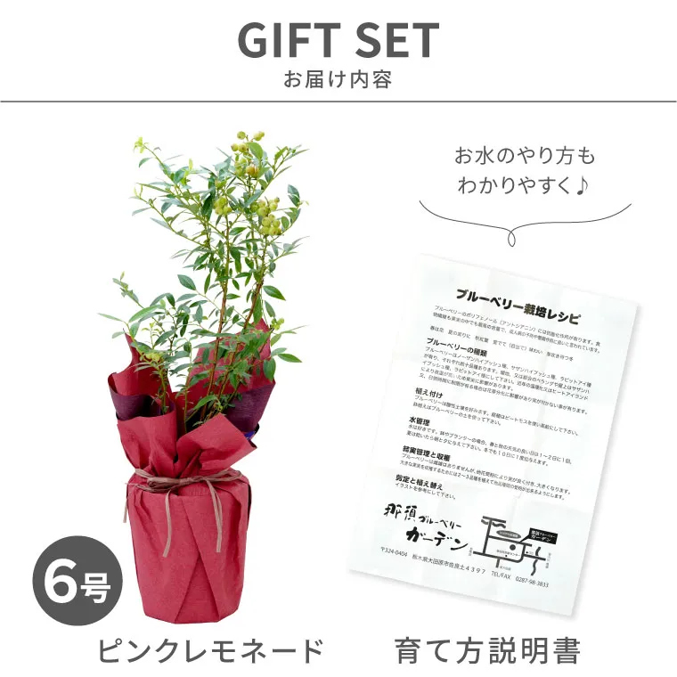100％本物 育てる果樹鉢・ピンクレモネード(ブルーベリー)』鉢植え｜横浜花 果樹