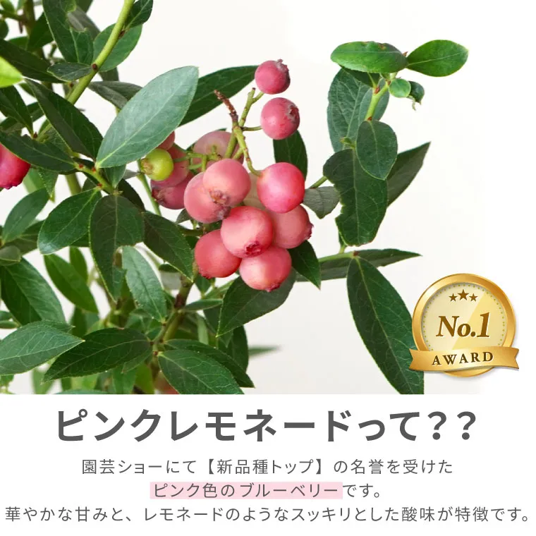 【本物新品保証】 育てる果樹鉢・ピンクレモネード(ブルーベリー)』鉢植え｜横浜花 果樹