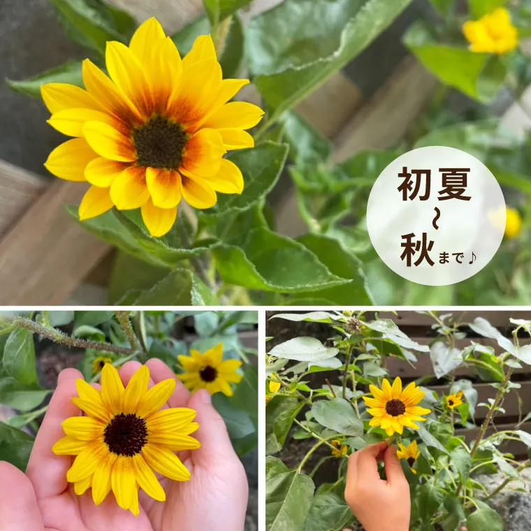 1000輪 チャレンジ！ ひまわり 5号鉢の鉢植え 』｜横浜花まりか