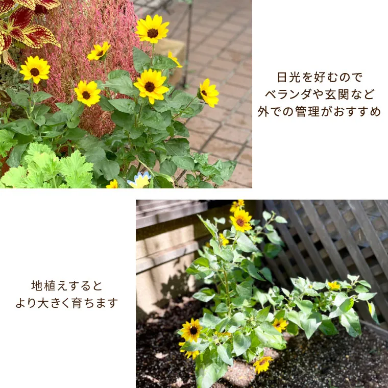 1000輪 チャレンジ！ ひまわり 5号鉢の鉢植え 』｜横浜花まりか フラワーギフト店