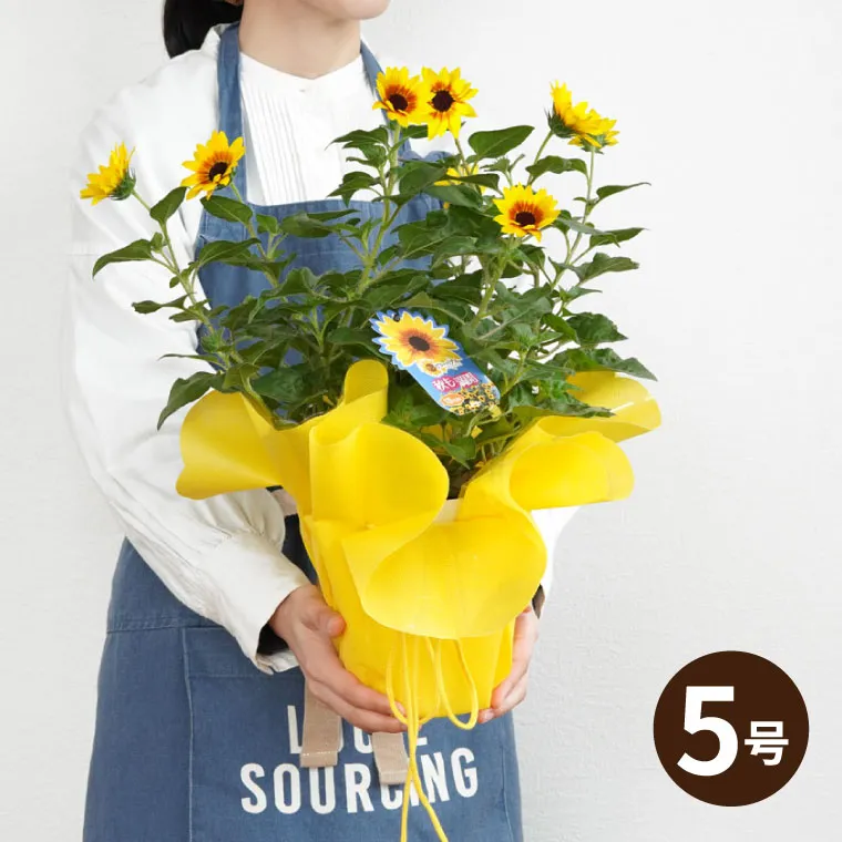 1000輪 チャレンジ！ ひまわり 5号鉢の鉢植え 』｜横浜花まりか