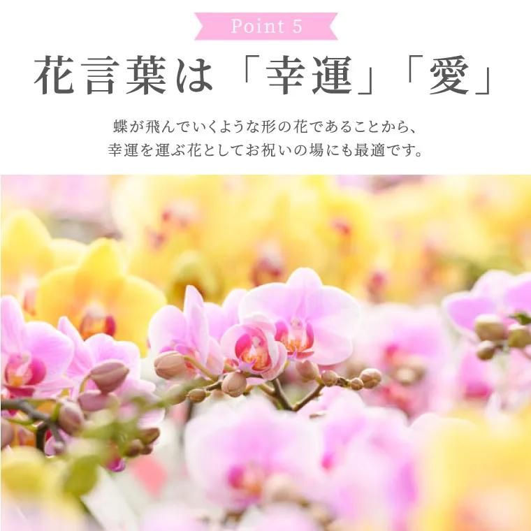マイクロ胡蝶蘭＆オーキッドビューティハンドクリームセット』 鉢植え