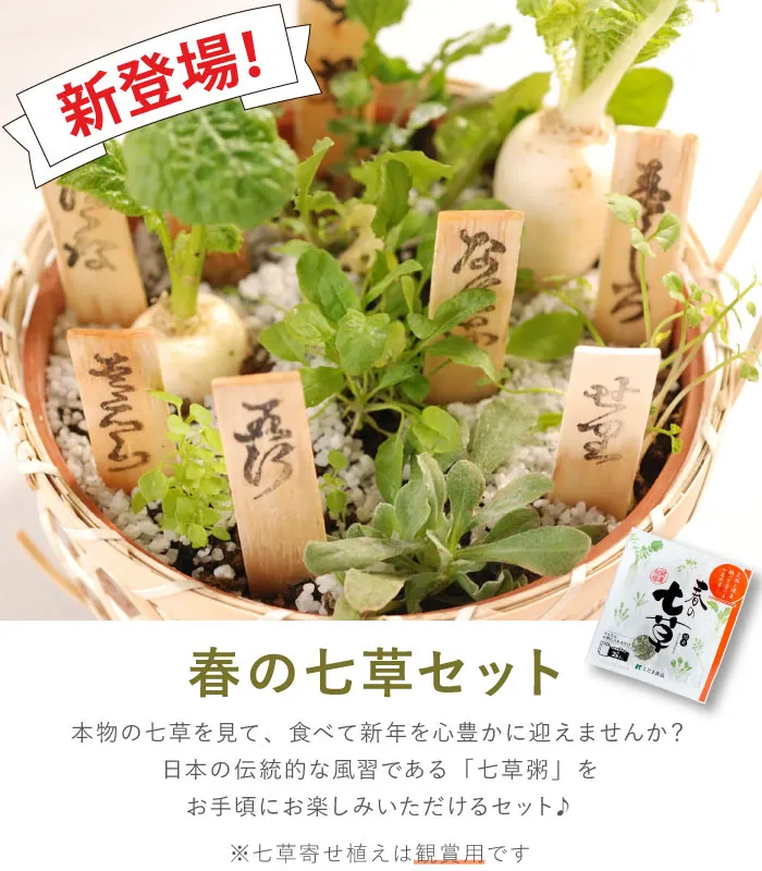 お正月の花 『春の七草籠＆食べれる七草・2点セット』 お正月 鉢植え｜横浜花まりか フラワーギフト店