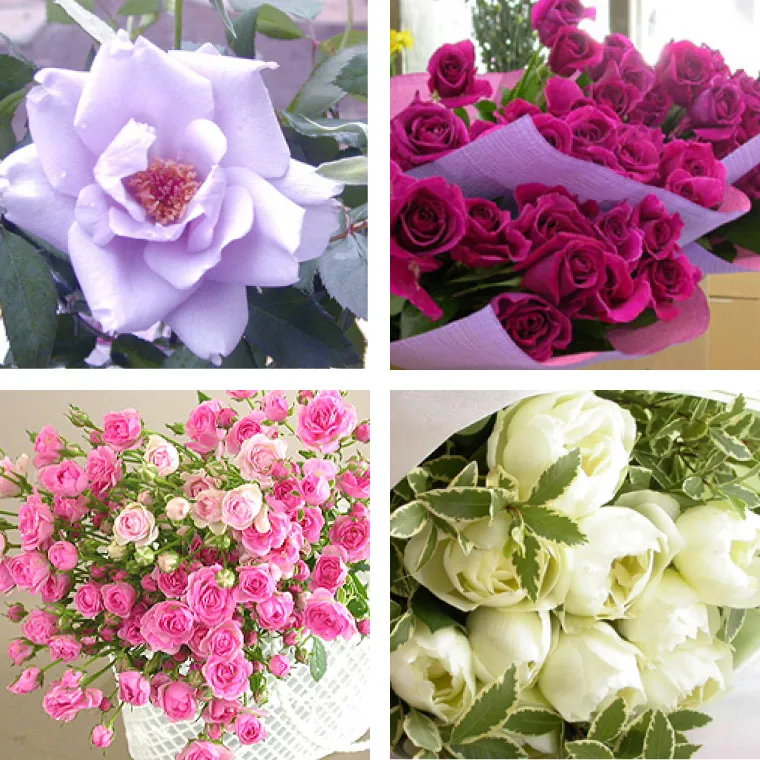 バラ好きクラブ 薔薇の定期便 お試し 1回』 生花 | 横浜花まりか