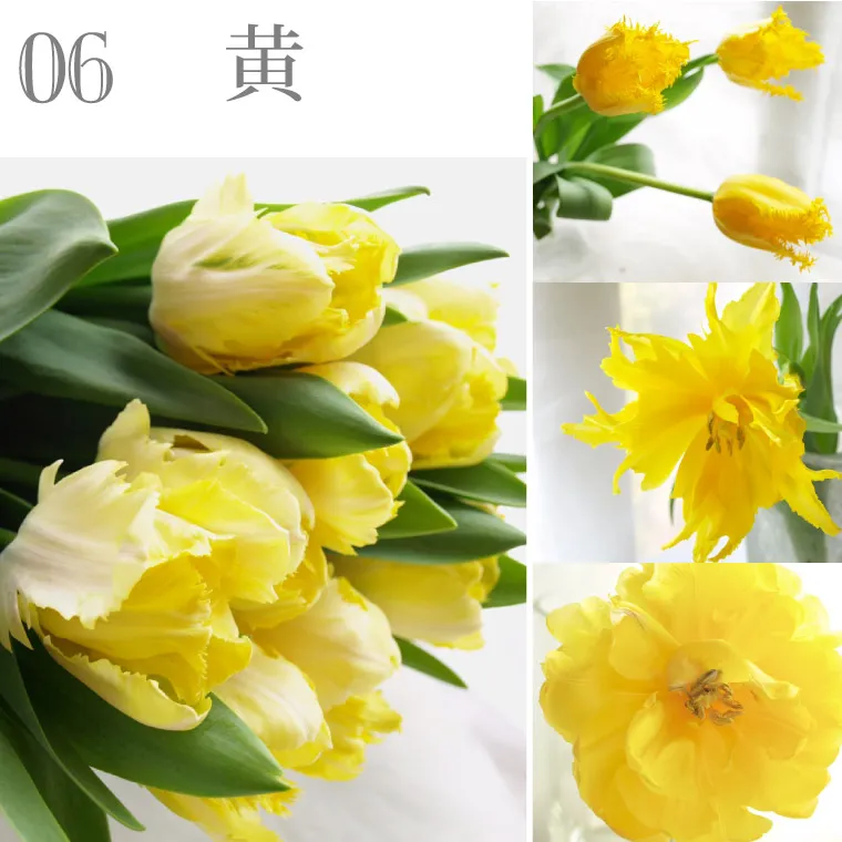 チューリップの花束 ・50本』 生花 | 横浜花まりか フラワーギフト店