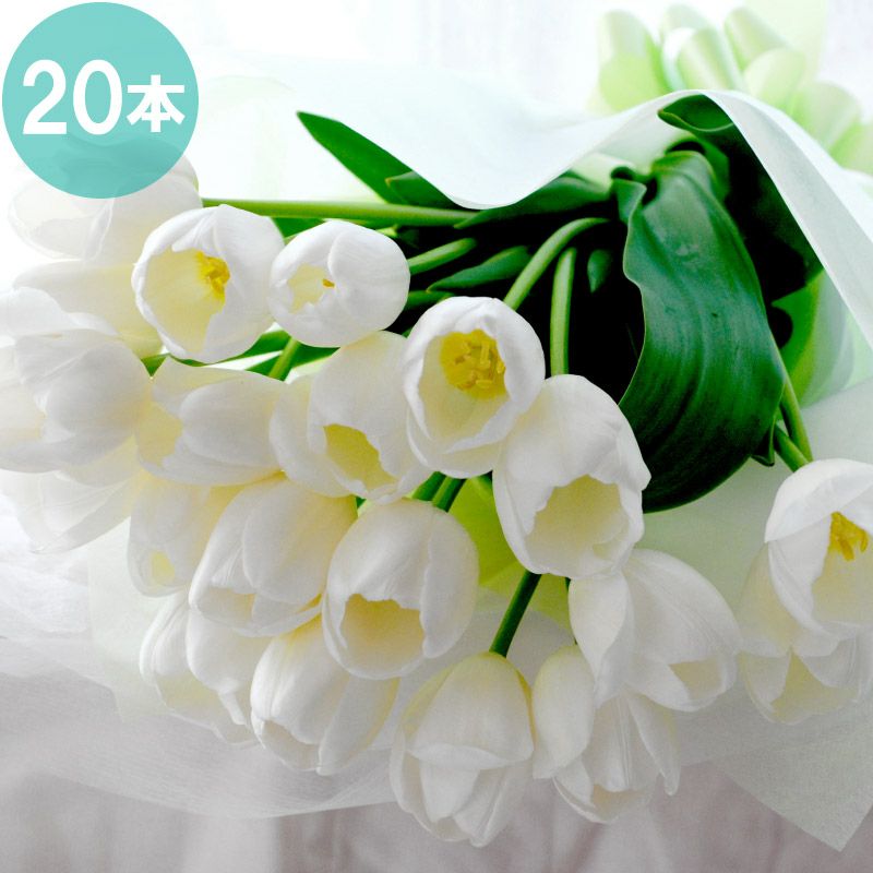 白いチューリップの花束・20本