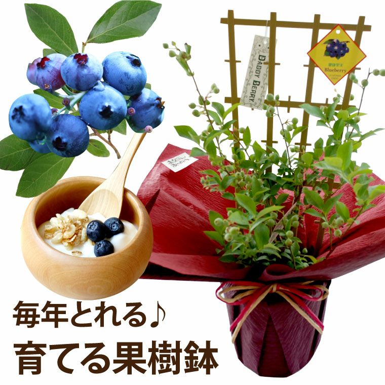 初夏の果樹鉢植え・ブルーベリー 鉢植え