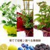 初夏の果樹鉢植え・ブルーベリー 鉢植え