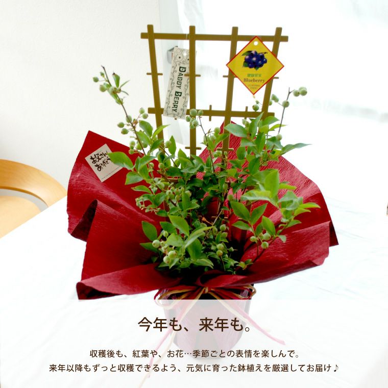 初夏の果樹鉢植え・ブルーベリー 鉢植え