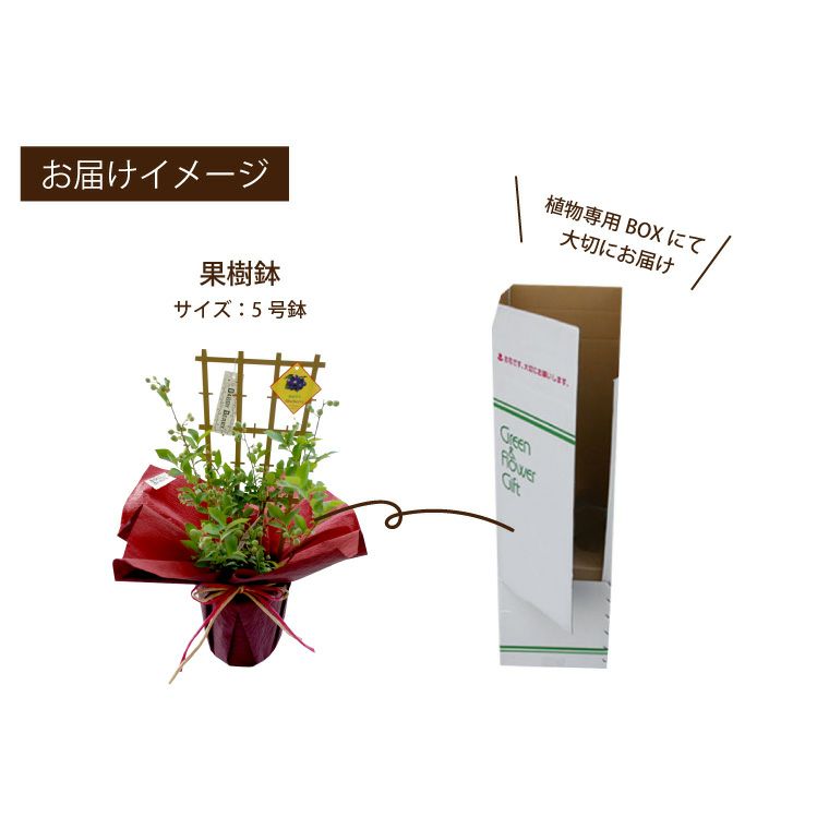 初夏の果樹鉢植え・ブルーベリー 鉢植え