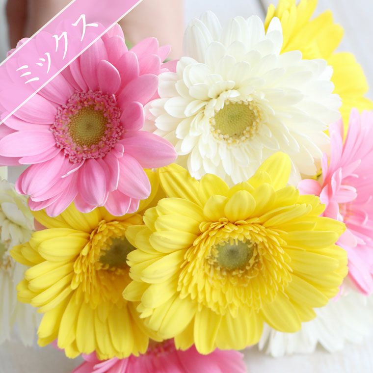 ガーベラの花束 50本・花言葉 "希望・前進" 生花
