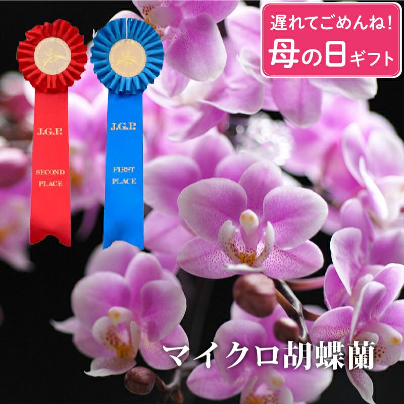 椎名洋ラン園の選べるマイクロ胡蝶蘭