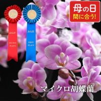 椎名洋ラン園の選べるマイクロ胡蝶蘭