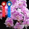 椎名洋ラン園の選べるマイクロ胡蝶蘭