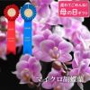 椎名洋ラン園の選べるマイクロ胡蝶蘭