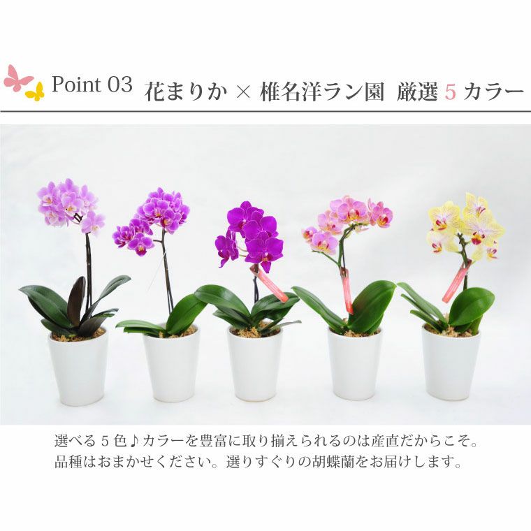 椎名洋ラン園の選べるマイクロ胡蝶蘭