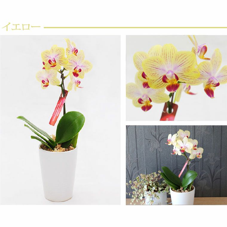 椎名洋ラン園の選べるマイクロ胡蝶蘭