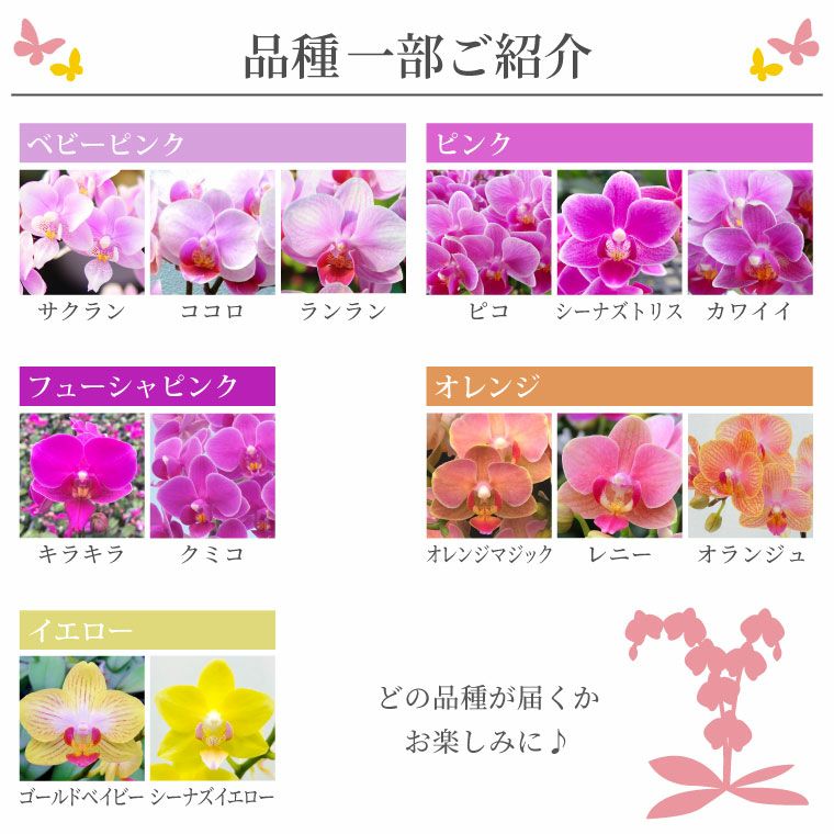 椎名洋ラン園の選べるマイクロ胡蝶蘭