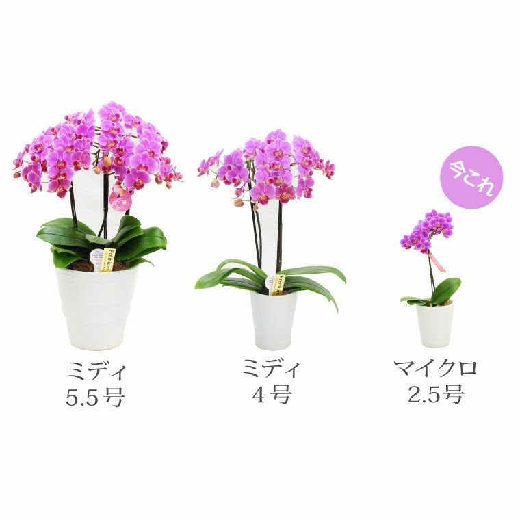 椎名洋ラン園の選べるマイクロ胡蝶蘭