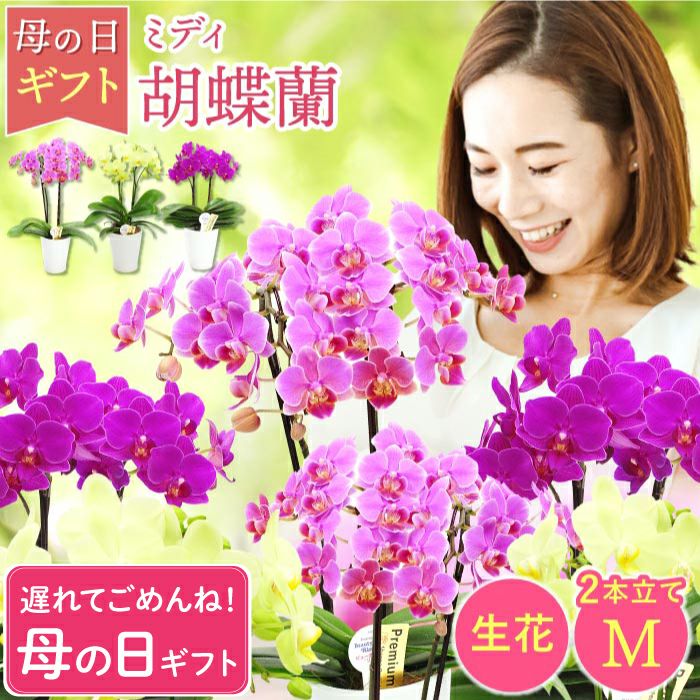 椎名洋ラン園の選べるミディ胡蝶蘭